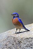 Western Bluebirdborder=